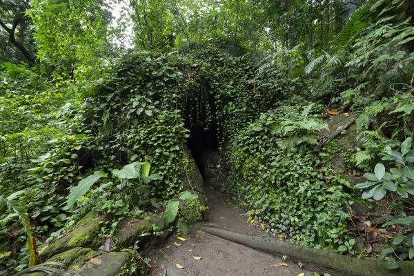 Güzel Atlantik Yağmur Ormanları Bitki Örtüsü Mağara Girişi Rio Janeiro — Stok fotoğraf