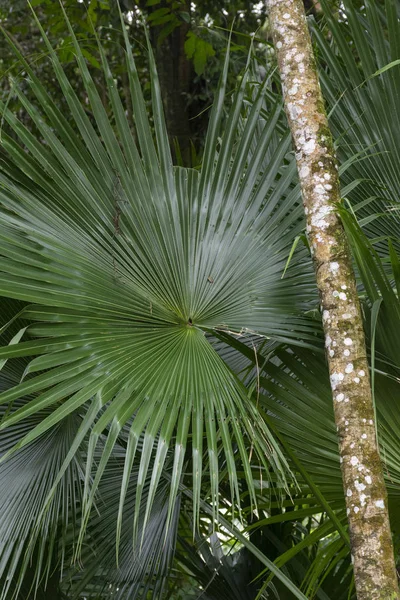 巴西里约热内卢Tijuca公园大西洋雨林绿色植被详情 — 图库照片