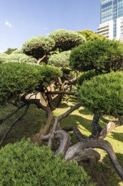 Palermo, Buenos Aires, Arjantin 'deki Japon Bahçeleri park ağacının güzel manzarası