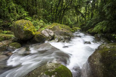 Mantiqueira Dağları, Rio de Janeiro, Brezilya 'daki yeşil Atlantik Yağmur Ormanları şelalesinin güzel manzarası