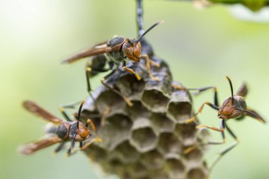 Yağmur ormanlarında, Mantiqueira Dağları, Rio de Janeiro, Brezilya 'da ağaç dallarından sarkan üç eşekarısı kovanına.