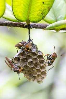Yağmur ormanlarında, Mantiqueira Dağları, Rio de Janeiro, Brezilya 'da ağaç dallarından sarkan üç eşekarısı kovanına.