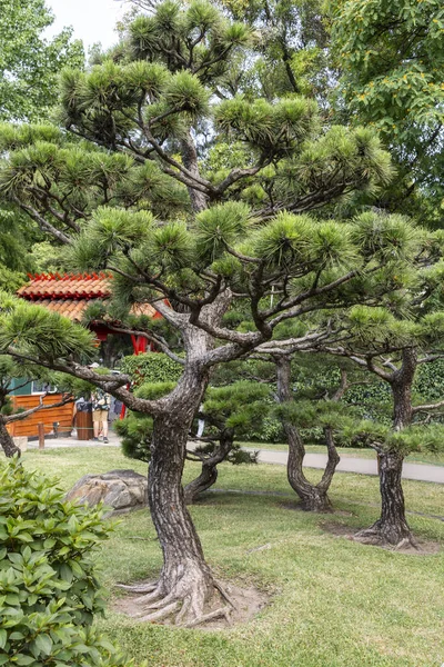 パレルモ ブエノスアイレス アルゼンチンの日本庭園公園の木への美しい景色 — ストック写真