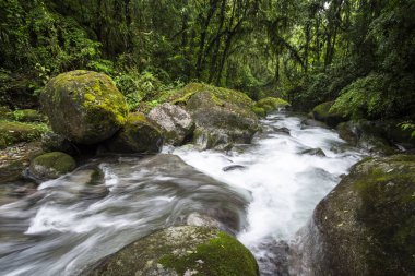 Mantiqueira Dağları, Rio de Janeiro, Brezilya 'daki yeşil Atlantik Yağmur Ormanları şelalesinin güzel manzarası
