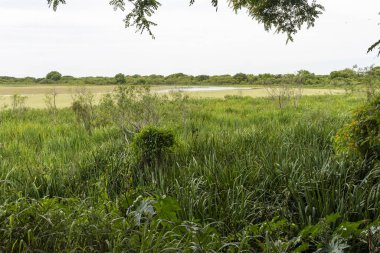 Puerto Madero, Buenos Aires, Arjantin 'deki ekolojik rezerv üzerinde yeşil görüş