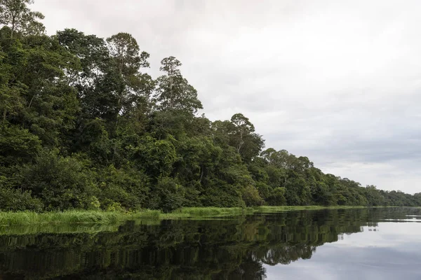 Típica Selva Amazónica Paisaje Fluvial Cerca Del Río Negro Cerca — Foto de Stock