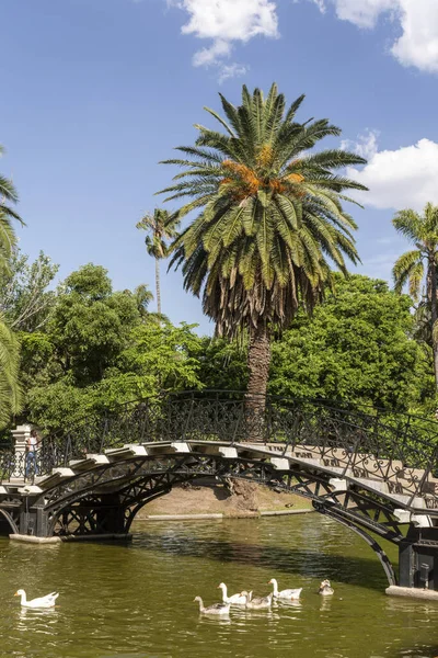 Piękny Widok Łabędzie Pod Mostem Nad Jeziorem Bosques Palermo Buenos — Zdjęcie stockowe