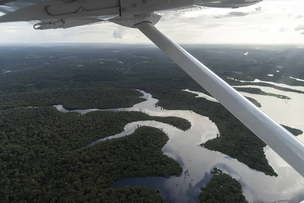 브라질의 아마조나스 근처에 아마존강의 침수된 과강을 바라보는 아름다운 — 스톡 사진