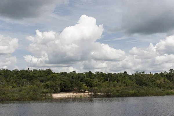 Типовий Дощовий Ліс Амазонки Річковий Ландшафт Поблизу Річки Негр Поблизу — стокове фото