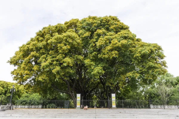 Vista Árboles Verdes Reserva Ecológica Puerto Madero Buenos Aires Argentina — Foto de Stock