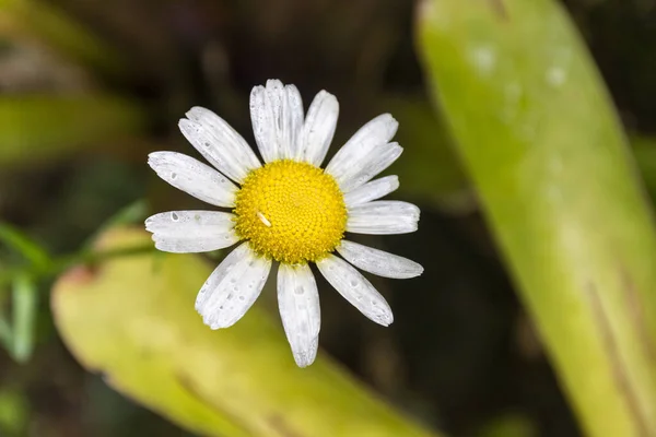 熱帯雨林 Mantiqueira山 リオデジャネイロ ブラジルの美しい白と黄色の菊の花の詳細 — ストック写真