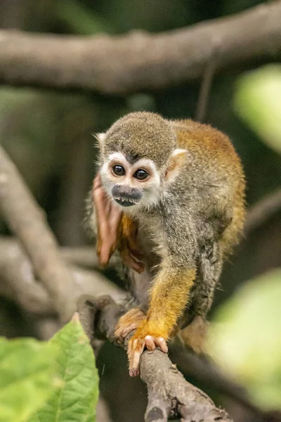 Squirrel Monkey Scratching Riverside Tree Amazon Ariau River Amazonas Brazil — Stock Photo, Image