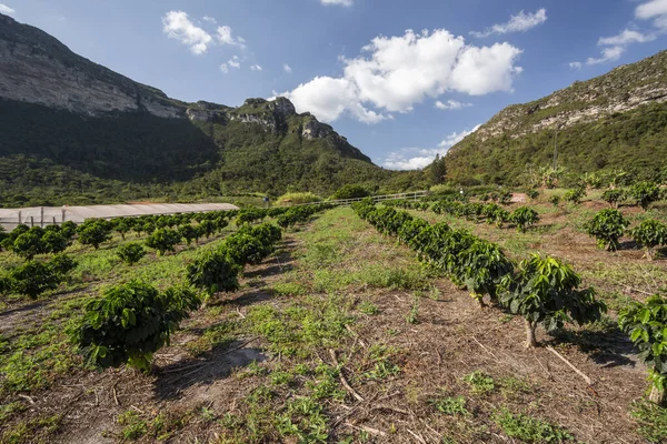 Kaffeplantage Vacker Cerrado Landskap Chapada Diamantina Bahia Brasilien — Stockfoto