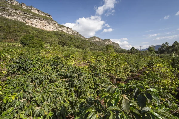 Piantagione Caffè Sul Bellissimo Paesaggio Del Cerrado Chapada Diamantina Bahia — Foto Stock