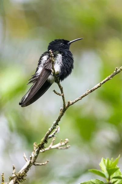 Beautiful Black White Hummingbird Rainforest Tree Branch Mantiqueira Mountains Rio — Stock Photo, Image