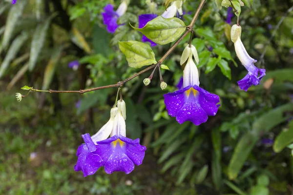 巴西里约热内卢曼蒂奎拉山脉绿色大西洋雨林灌木上美丽的紫色花朵 — 图库照片
