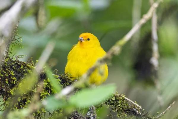 Beautiful yellow bird on rainforest tree branch, Mantiqueira Mountains, Rio de Janeiro, Brazil