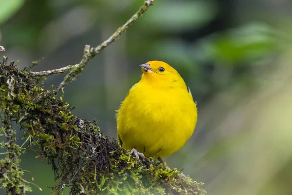 Beautiful yellow bird on rainforest tree branch, Mantiqueira Mountains, Rio de Janeiro, Brazil