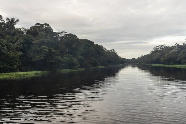 Típica Selva Amazónica Paisaje Fluvial Cerca Del Río Negro Cerca — Foto de Stock