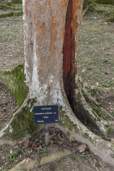 Pohled Strom Pau Brasil Brazílie Wood Červeným Kmenem Botanické Zahradě — Stock fotografie