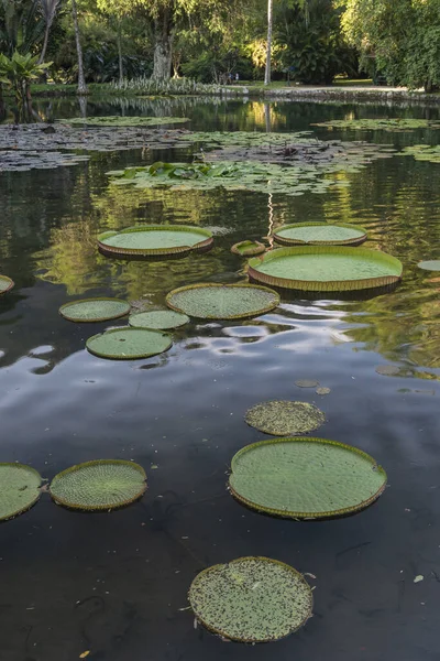 Wunderschöne Seerosenlandschaft Auf Dem See Botanischen Garten Von Rio Janeiro — Stockfoto