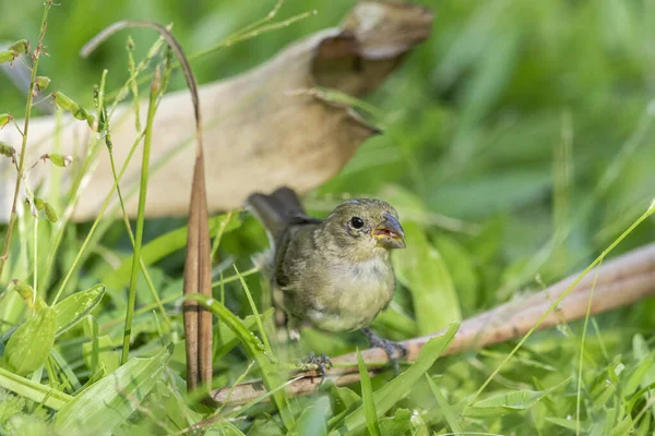 Vue Sur Beaux Oiseaux Cueillant Des Graines Sur Herbe Dans — Photo