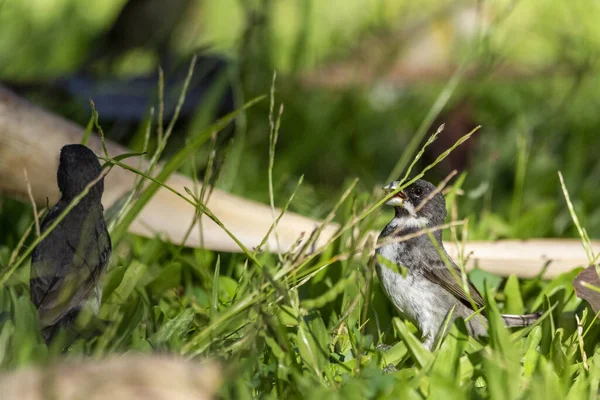 Vue Sur Beaux Oiseaux Noirs Blancs Cueillant Des Graines Sur — Photo