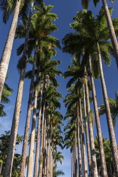 Beautiful View Imperial Palm Trees Rainforest Botanical Gardens Rio Janeiro — Stock Photo, Image