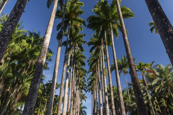 Beautiful View Imperial Palm Trees Rainforest Botanical Gardens Rio Janeiro — Stock Photo, Image