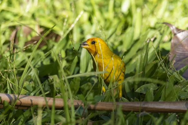 Θέα Στο Όμορφο Κίτρινο Πουλί Μαζεύοντας Σπόρους Στο Γρασίδι Στο — Φωτογραφία Αρχείου