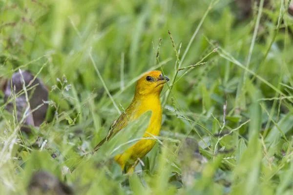 植物園 リオデジャネイロ ブラジルの芝生の上で美しい黄色の鳥のピッキング種子への眺め — ストック写真