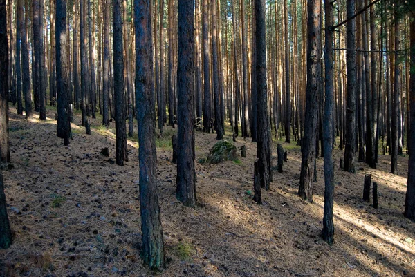 sonbahar çam ormanı