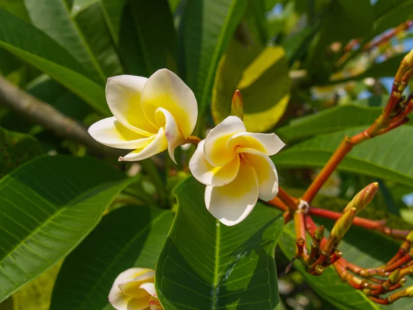 Macro de Plumeria Frangipani — Fotografia de Stock