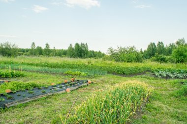 Çilek ve erken Bahar sebze yataklar 