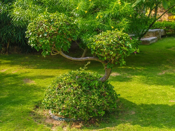 Decorative tree in tropics with round trim — Stock Photo, Image