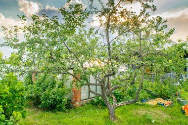 Geleneksel Rus bahçede elma ağacı