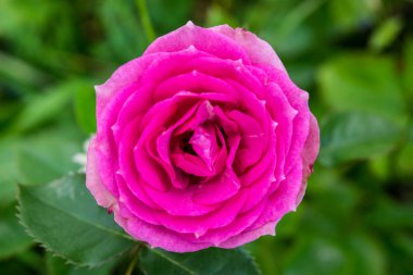 Tek pembe gül makro