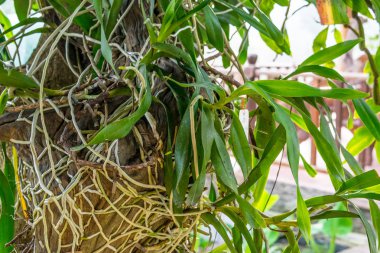 Vahşi Orkide cins bir ağaç