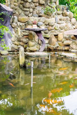 Carps Asya dekoratif gölet