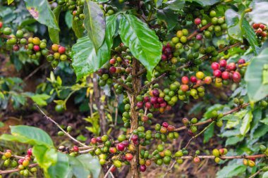 Kahve çekirdekleri bir plantasyon yağmur Vietnam sonra