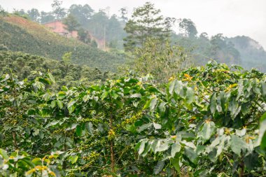 Kahve çekirdekleri bir dağ Ekim Vietnam
