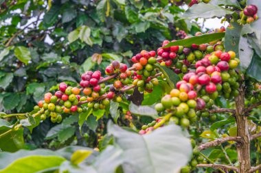 Kahve çekirdekleri bir plantasyon yağmur Vietnam sonra