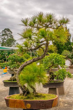 Bonsai Ağaçlar bir tencerede çam