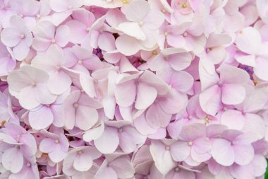 Solgun gül ortanca yakın çekim