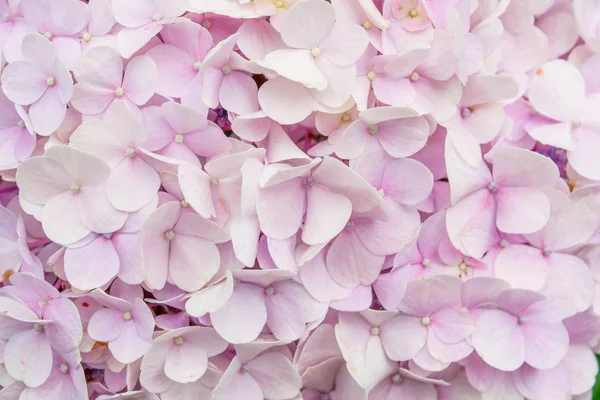 Solgun gül ortanca yakın çekim