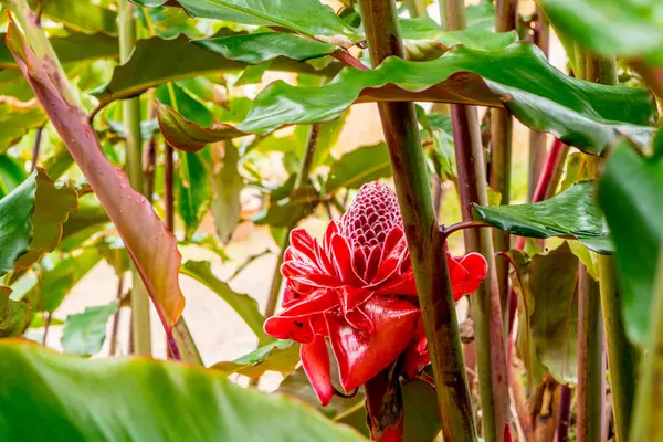 Ginger Red large flower at a tropical tree in asia — Stock Photo, Image