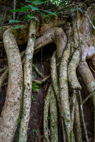 Raíces aéreas en madera tropical — Foto de Stock
