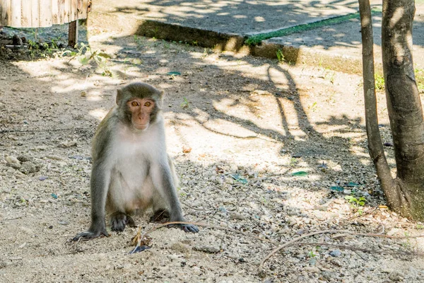 Mono pensativo solo sentado en una arena — Foto de Stock