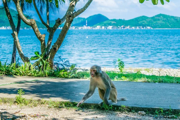 Mono en la orilla del mar — Foto de Stock