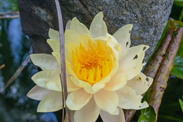 White yellow water lily close up in a pond — Stock Photo, Image